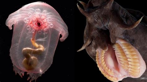 sea oddities photos|Strange.